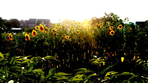 Sun and Sun Flowers The allotments Moreton-in-Marsh