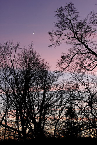 crescent moon & setting sun by otgpics, pink blue trees sunset sky moon colors silhouette branches crescent layers waxing
