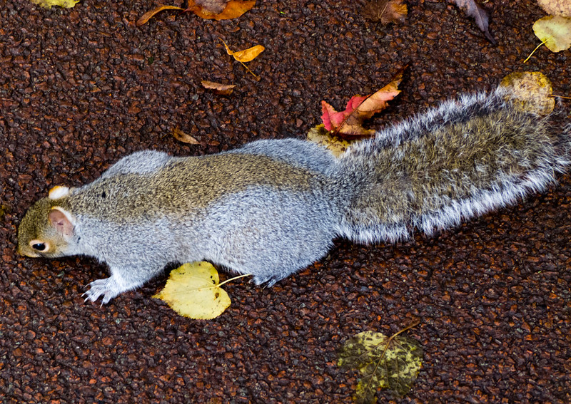 Squirrel running by