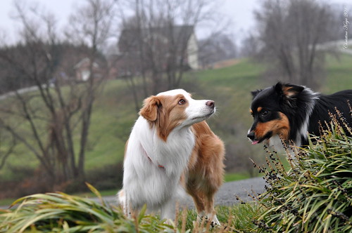 Sensitive Boys | by aussieinyellow