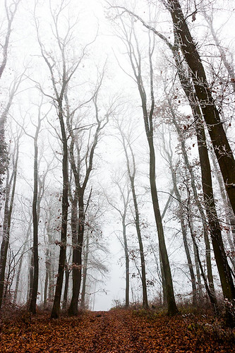 mist misty forest tree trees brown fallen leaves hungary canon eos 20d vertical winter landscape cornuspixels