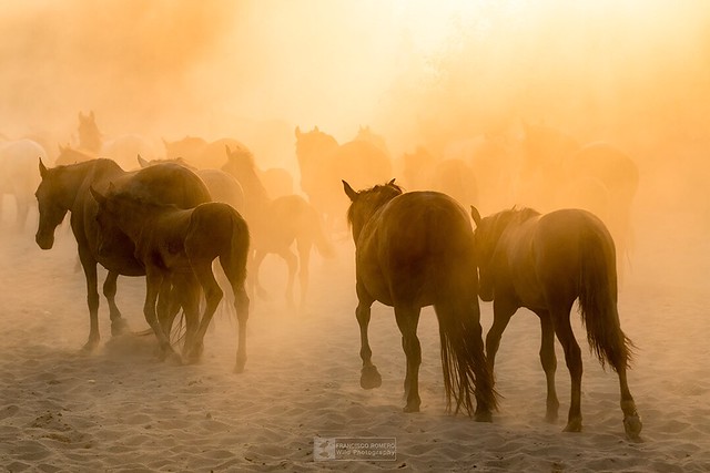 A L M O N T E // “Esencia” #sacadelasyeguas #horse #caballos #nature #love