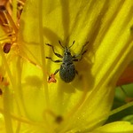 Großer Johanniskraut-Spitzmausrüssler (Pseudoperapion brevirostre)