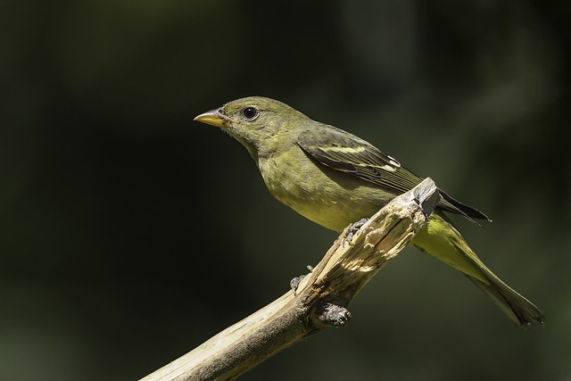Western Tanager (X68_5246-1)
