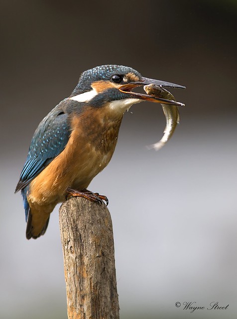 Female kingfisher at lunch time.