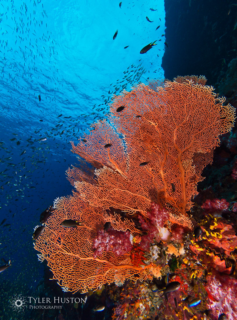 Koh Tachai Fan