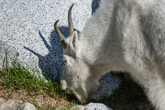 Mountain Goat Nanny Casting Shadow While Grazing in The Enchantments