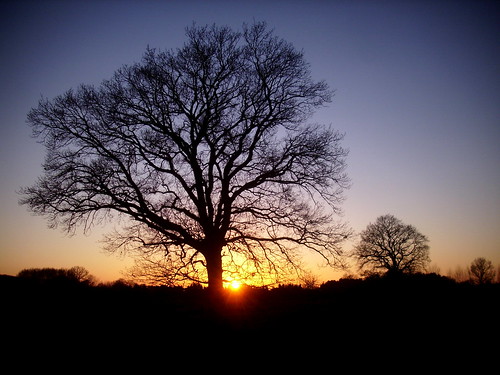 winter sunset oak sonnenuntergang eiche