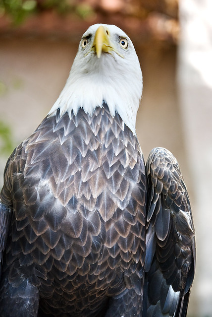 Bald Eagle Featured in Raptor Show
