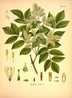 n574_w1150 | Köhler's Medizinal-Pflanzen in naturgetreuen Ab… | Flickr