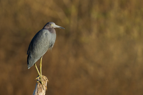 Little Blue Heron by daveinhst, park blue sunset bird heron golden texas state bend little bokeh dusk hour perch brazos 065 needvill