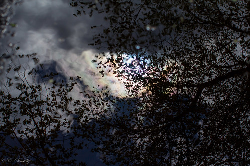 trees sky cloud reflection tree clouds canon pond bokeh may ef50mmf12lusm