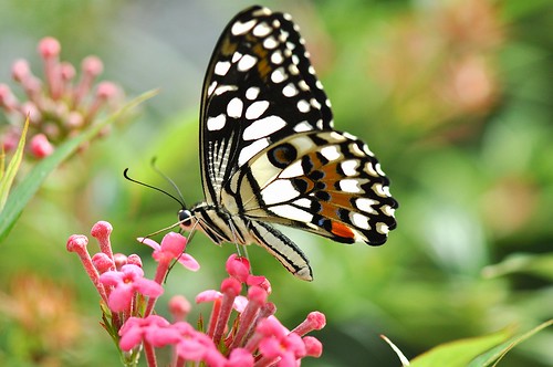 flower nature singapore limebutterfly papiliodemoleusmalayanus
