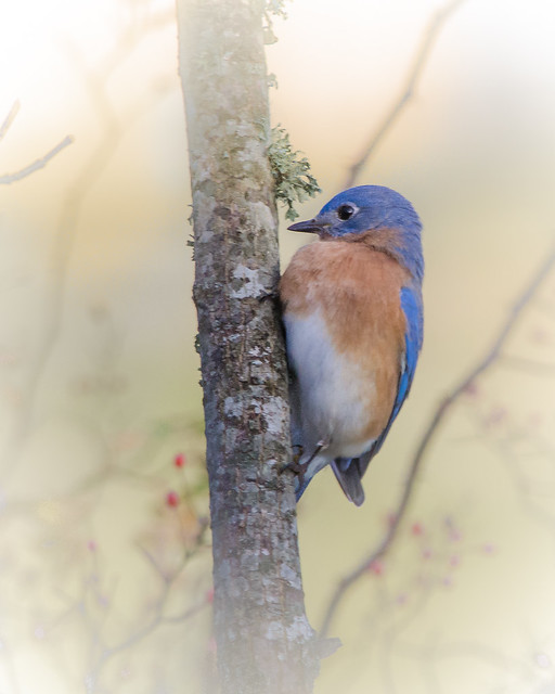 Winter Bluebird