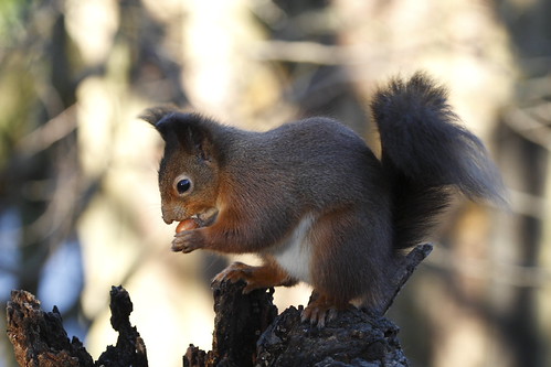 RED SQUIRREL | by John Ambler