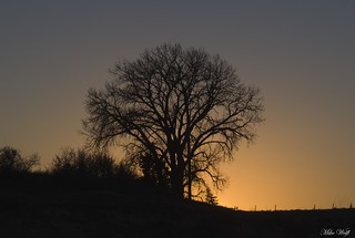 Sunset, Dome Rock Tree, Gering, NE - 2