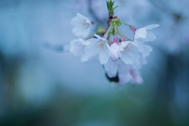 02042016_a branch of cherry blossom