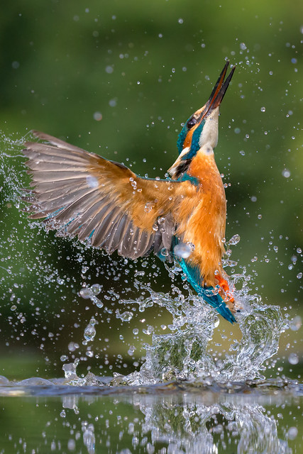 Kingfisher - Scotland