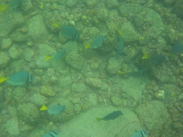 Razor Surgeonfish