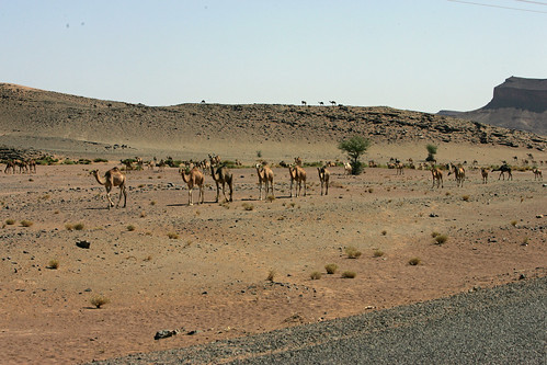 camel morocco valley draa n12 cameleers