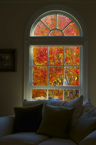 Fall Leaves viewed from the living room | by pderby