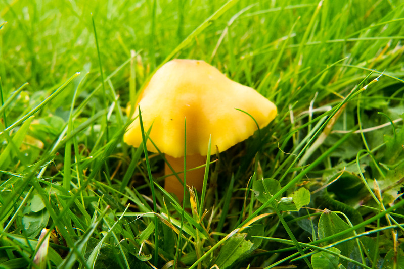 Butter waxcap
