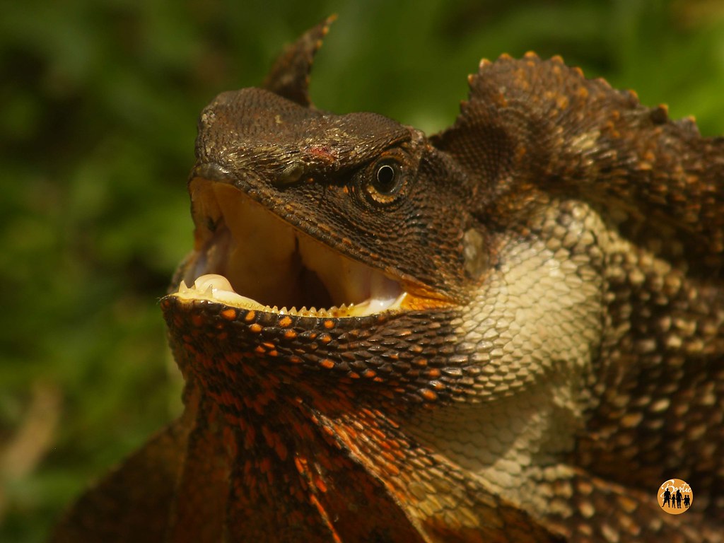 Dinosaur or Dragon: Darwin | Frill-necked lizard (Chlamydosa… | Flickr