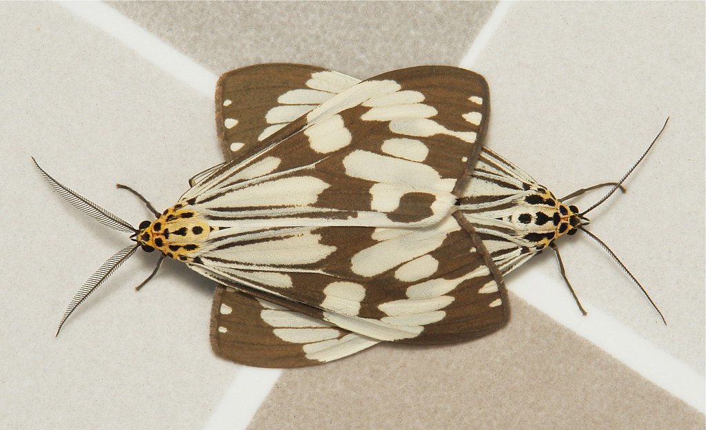 Marbled White Moths (Nyctemera adversata, Arctiinae, Erebi… | Flickr