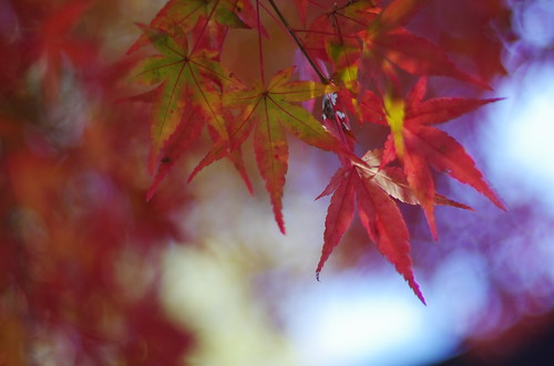 Japanese Maple | by mila-sera