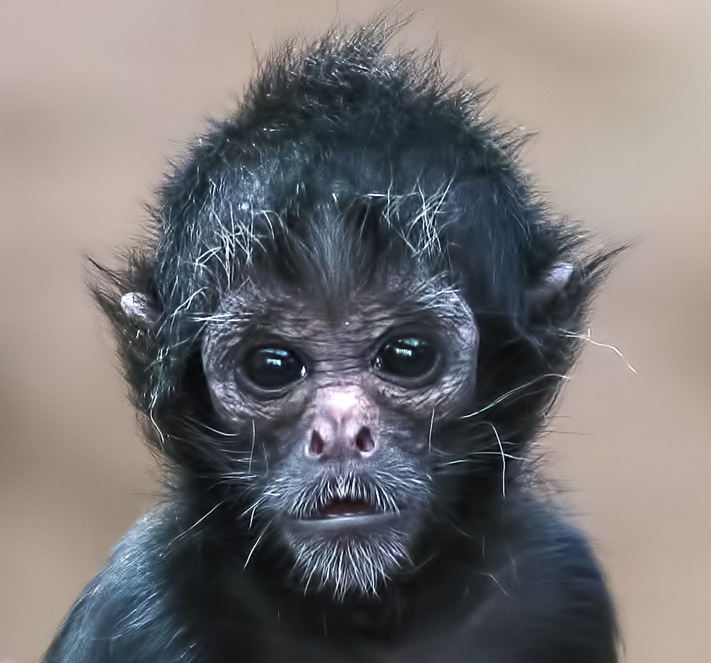 Baby Colombian black faced spider monkey