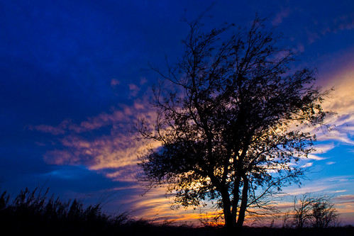 sunset tree oklahoma