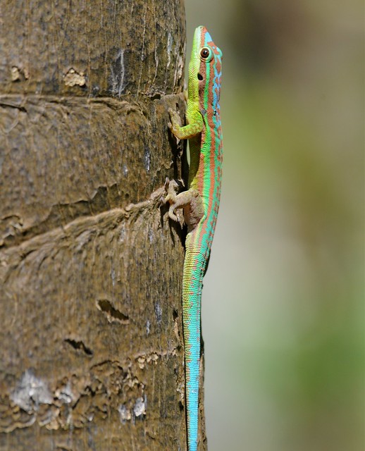 Phelsuma cepediana - Gecko diurne à queue bleue ou Phelsume à queue bleue - Blue-tailed day gecko - 24/10/12