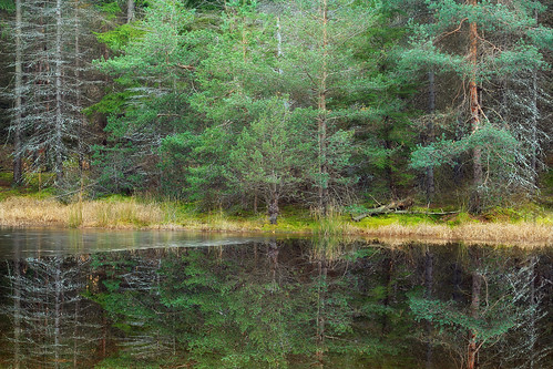 autumn trees forest reflections pond hiking pennsylvania creativecommons coniferous endlessmountains loyalsockstateforest sullivanmountain lycomingcounty mcintyrewildarea