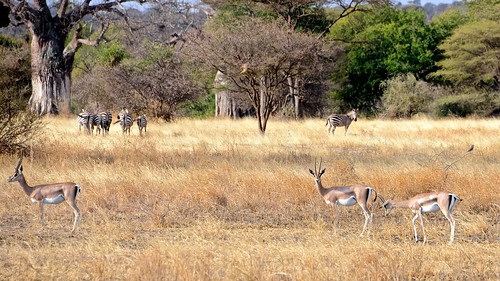 africa tanzania nikon zebra photosafari 2012 d800