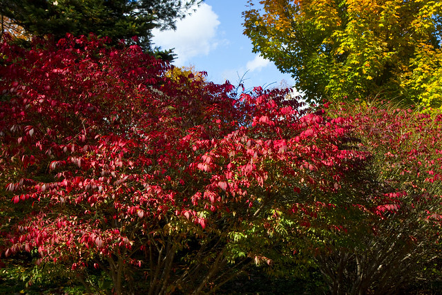 Holden / Worcester Foliage