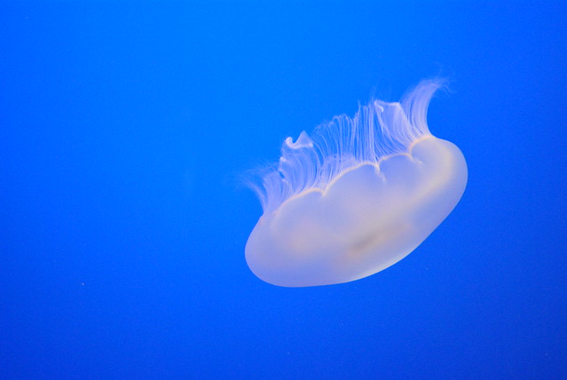 Jellyfish at the Montery Bay Aquarium