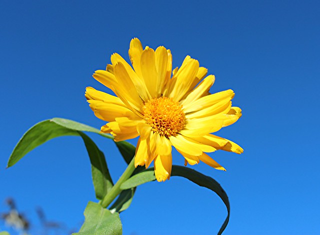 yellow daisy 007