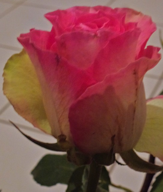 Ecuador-roses