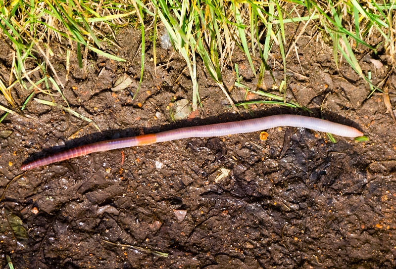 Earthworm on a path