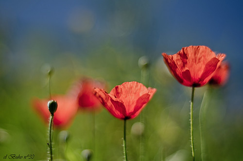 Cuando florezcan las amapolas | ♥ amapola ♪ | el Buho nº30 | Flickr