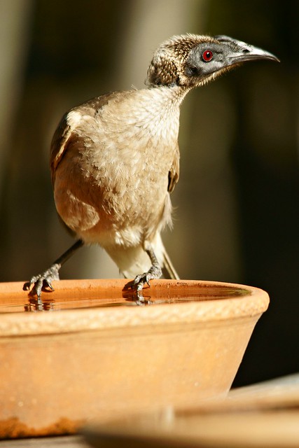 At The Water-Dish: Helmeted Friarbird