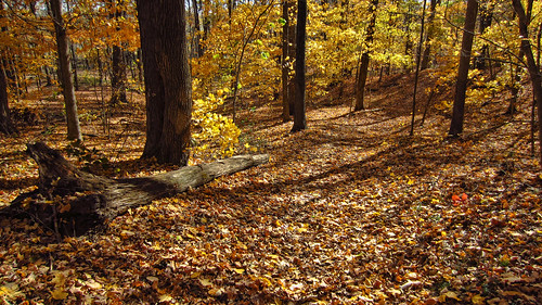 autumn trees fall leaves canon powershot burdettepark elph300
