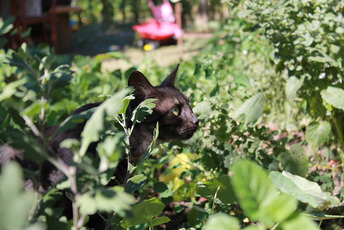 PREDATOR | by ogi75