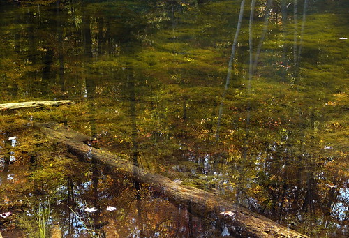 logs ripples panasonicfz18jimflixmichiganbenziecountylakeannransomlakenaturenaturaltreetreeswoodsforestwaterlakeransomscenics notjustlandscapesreflectionunderwater