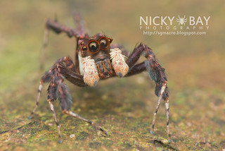 Jumping Spider (Portia sp.) - DSC_8754