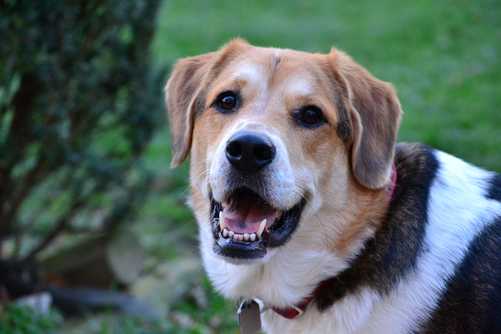 dogs 022