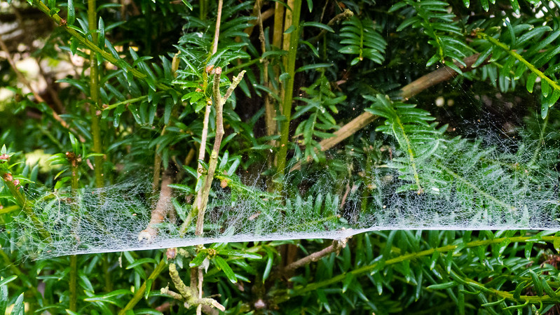 Dewy cobweb