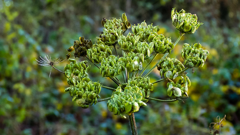 Unripe umbellifer seeds, mid-November