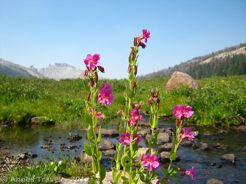 Wildflowers in Bonneville Pass, one of the most peaceful valleys I've ever encountered, Shoshone National Forest, Wyoming