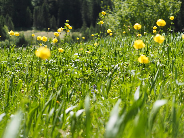 Blumenwiese Sommer Bayern Oberbayern - Wild Flower Meadow Summer Upper Bavaria Germany